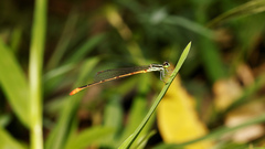 Argiocnemis rubescens