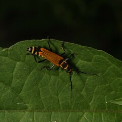 Chauliognathus flavipennis