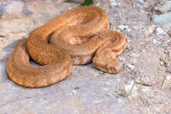 Macrovipera lebetinus schweizeri