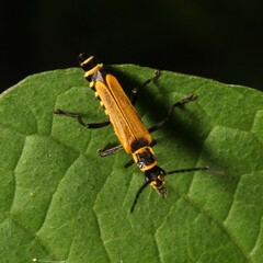 Chauliognathus flavipennis