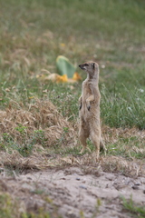 Cynictis penicillata