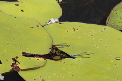 Xanthagrion erythroneurum