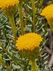 Chrysocoma coma-aurea