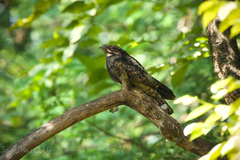 Caprimulgus jotaka