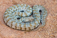 Macrovipera lebetinus schweizeri