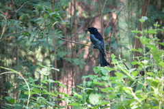 Dicrurus hottentottus brevirostris
