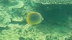 Chaetodon aureofasciatus