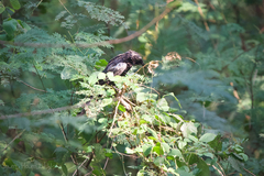 Dicrurus hottentottus brevirostris