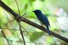Cyornis hainanus