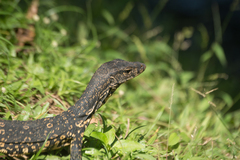 Varanus salvator salvator