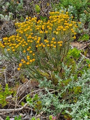 Chrysocoma coma-aurea