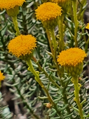 Chrysocoma coma-aurea