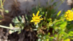 Othonna coronopifolia