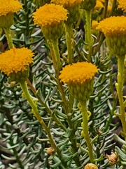 Chrysocoma coma-aurea