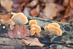 Stereum subtomentosum