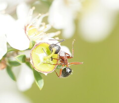 Camponotus innexus