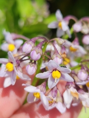 Solanum africanum