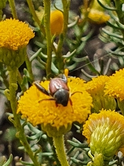 Chrysocoma coma-aurea