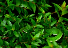 Trimeresurus stejnegeri