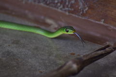 Philothamnus hoplogaster