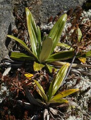 Celmisia spectabilis spectabilis