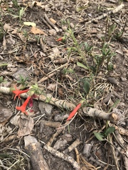 Ipomopsis aggregata aggregata