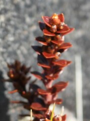Epacris