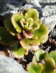 Veronica hookeriana