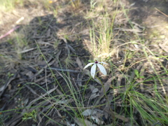 Caladenia cucullata