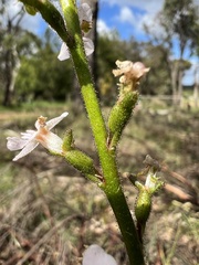 Stylidium armeria