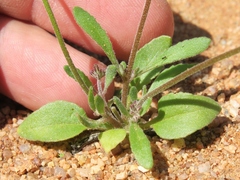 Manulea silenoides