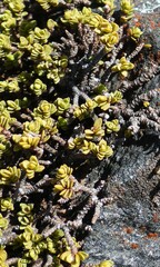 Pimelea microphylla