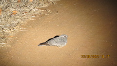 Caprimulgus tristigma