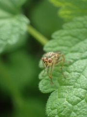 Scathophagidae