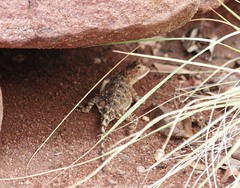 Agama aculeata distanti