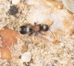 Stenomutilla collaris