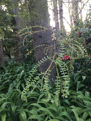 Sophora microphylla