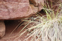 Agama aculeata distanti