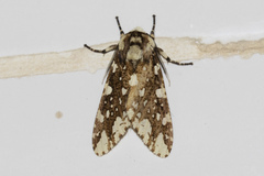 Phaegopterina