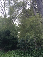 Sophora microphylla