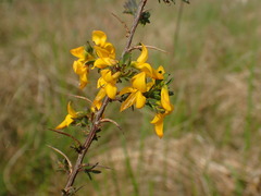 Genista anglica