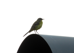 Motacilla flava thunbergi