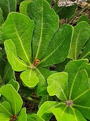 Cussonia thyrsiflora