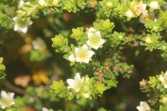 Diosma guthriei