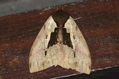 Dirphiopsis multicolor