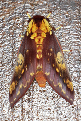 Citheronia phoronea