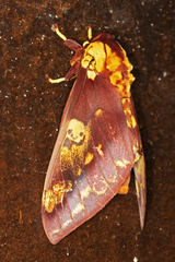 Citheronia phoronea