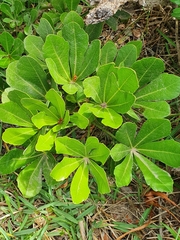 Cussonia thyrsiflora