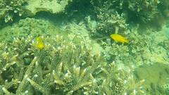 Pomacentrus moluccensis