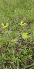 Sesbania cannabina